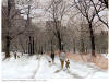 Altman Snow Central Park 1985