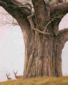 Bateman Baobab Tree and Impala