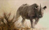 Bateman Charging Rhino