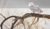 Bateman Fallen Willow Snowy Owl