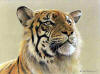 robert bateman tiger portrait