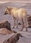 robert bateman arctic evening white wolf