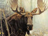 robert bateman bull moose