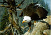 brenders The Monarch is Alive Bald Eagle