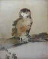 moti owl