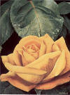 rothe yellow rose