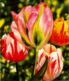 brett livingstone strong tulips