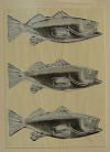 Warhol Fish